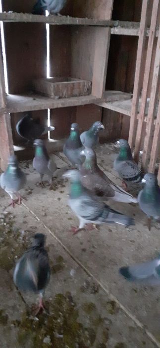 Vand porumbei voieajoi