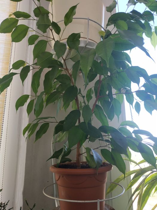 Фикус Бенджамина (60 см)