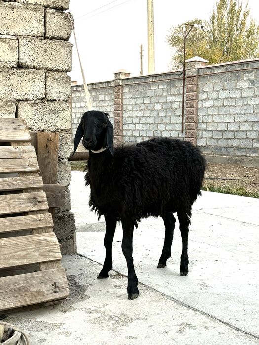 Қозы қошқар сатылады