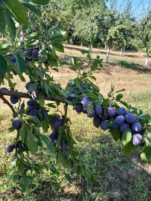 Prune pentru țuică, de borhot