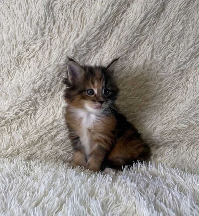 Котята Мейн-Кун.  Бронь открыта.