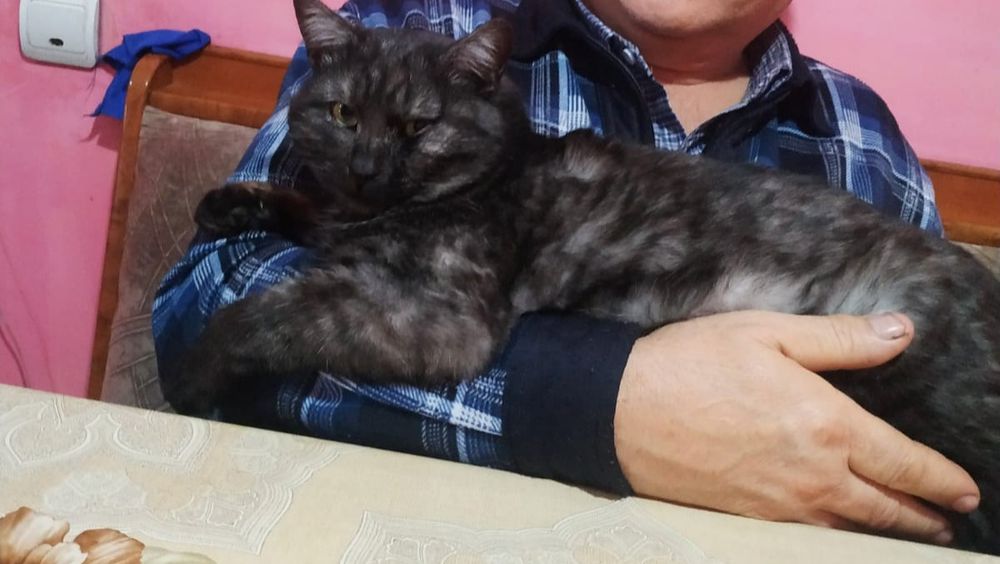 Потерялся кот Дымок