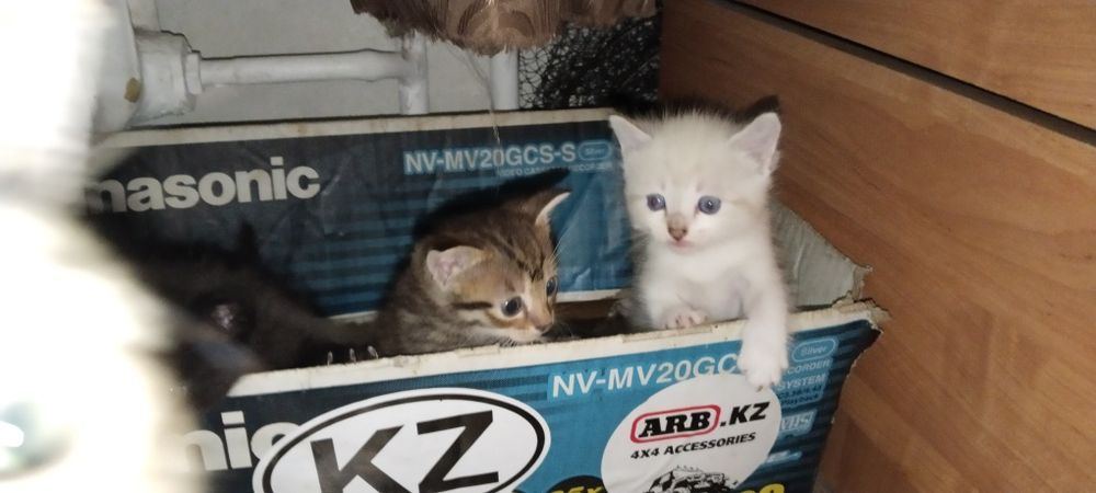 Котята.Отдам даром котят.