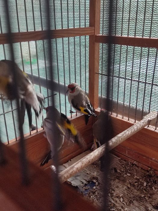 Птица певчая щегол