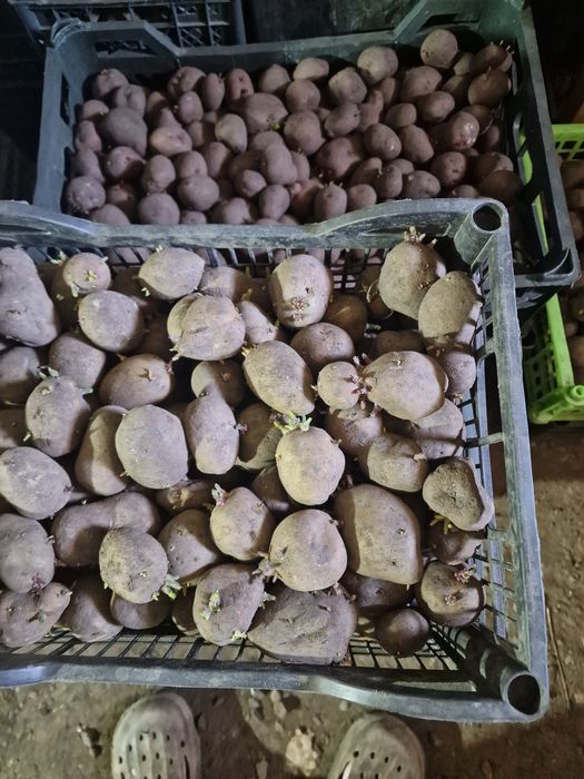 Продаю семенной картофель.