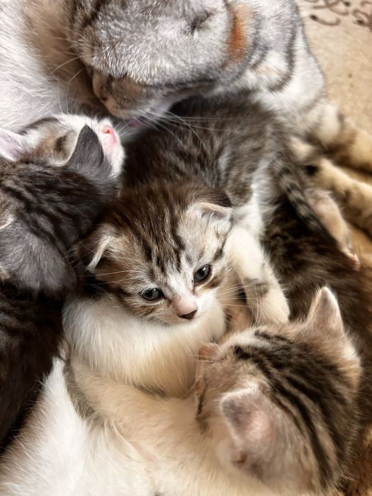 Котят , шотландских вислоухих