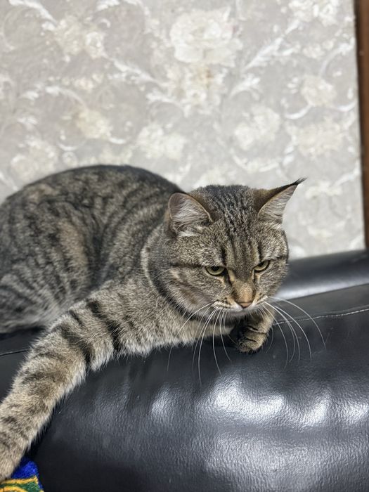 В добрые руки  отдам кота