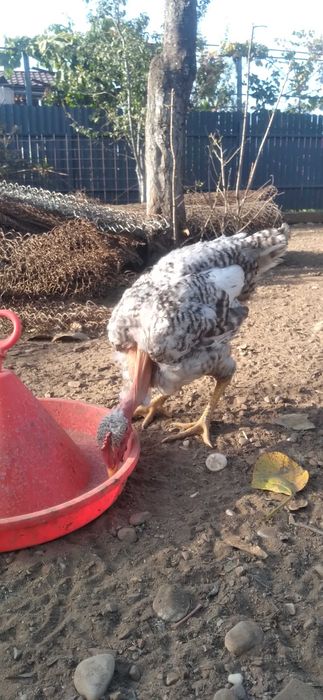 Cocoşi tineri pentru prăsilă sau tăiere (2Kg)