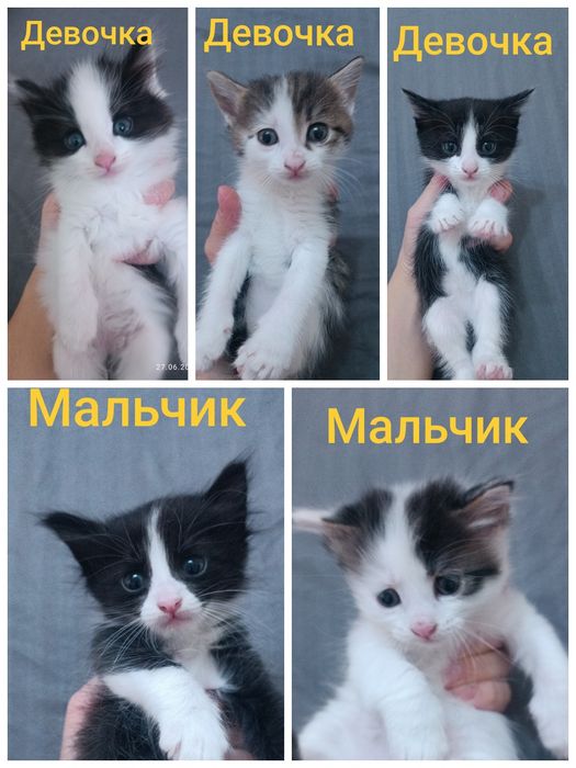 Отдам даром котят срочно
