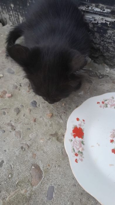 Котята за шоколадку