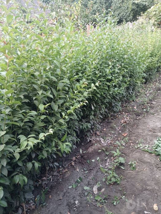 Buruchina sensalari