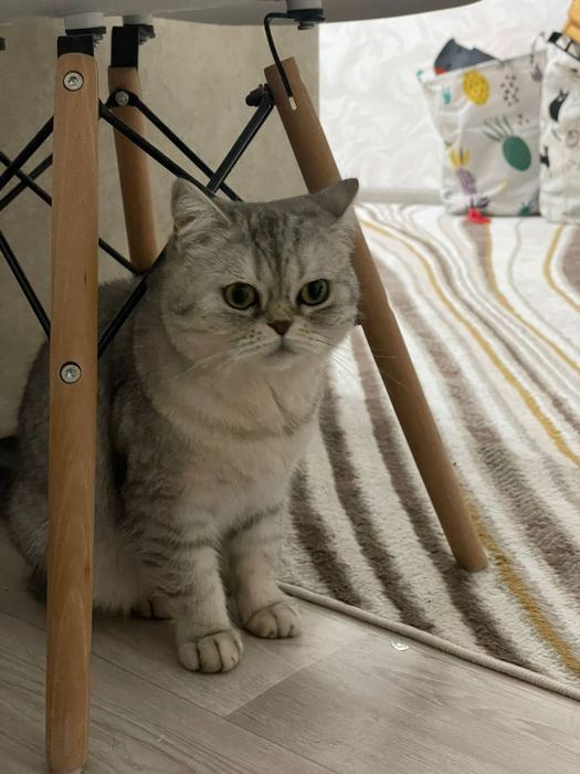 Отдам в хорошие руки