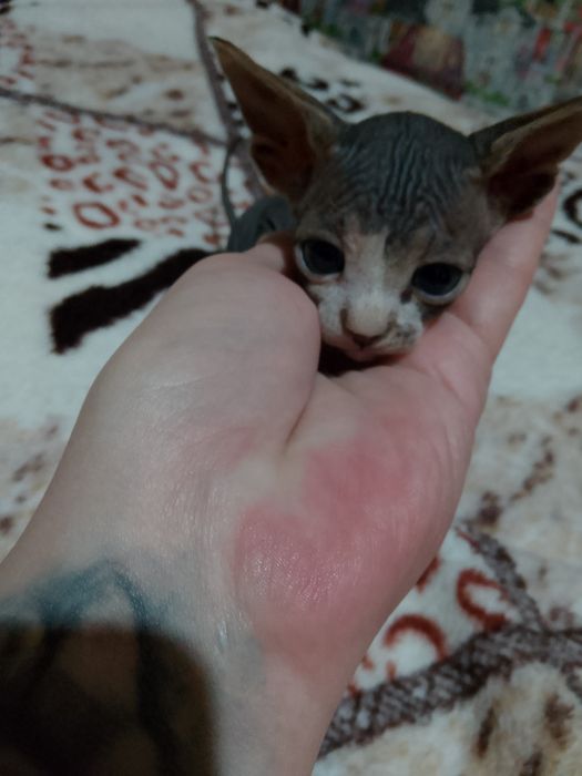 Котята сфинкс мальчики