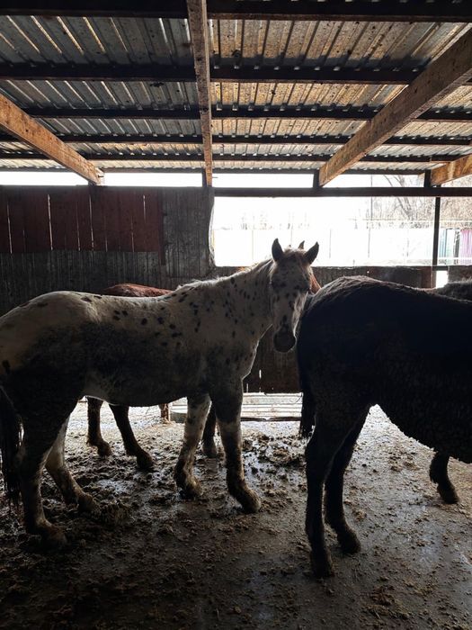 Жемделген Кунан  Жылкы сатылады.