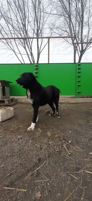 Продом щенки САО