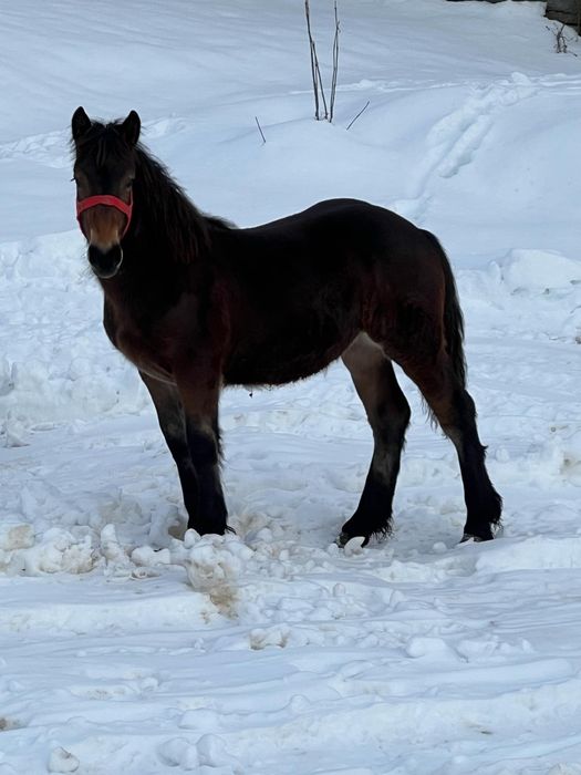Vând mânză de 8 luni