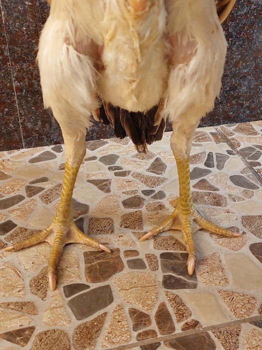 Privaznoy ganoy qon dakan tovuq