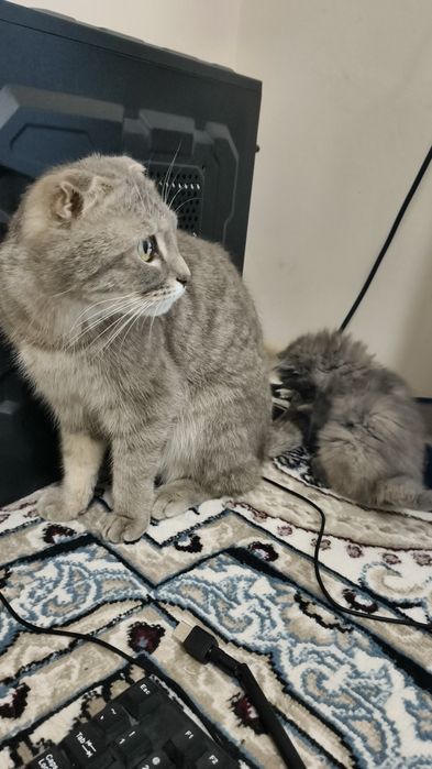 Шотланд қулоқлари ёпиқ мушук сотилади