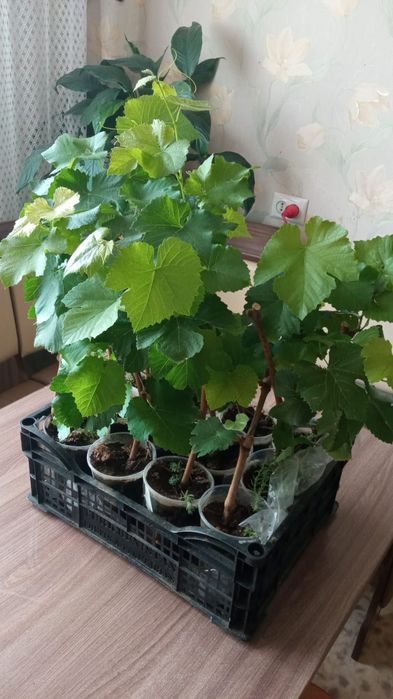 Виноград  садовый