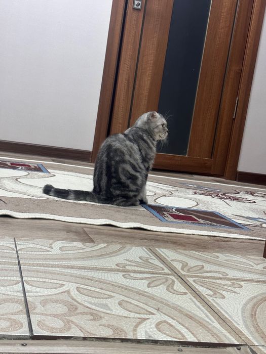 Вислоухий шотландец (Скоттиш-фолд)