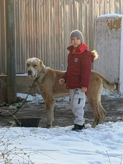 Продам собак породы алабай