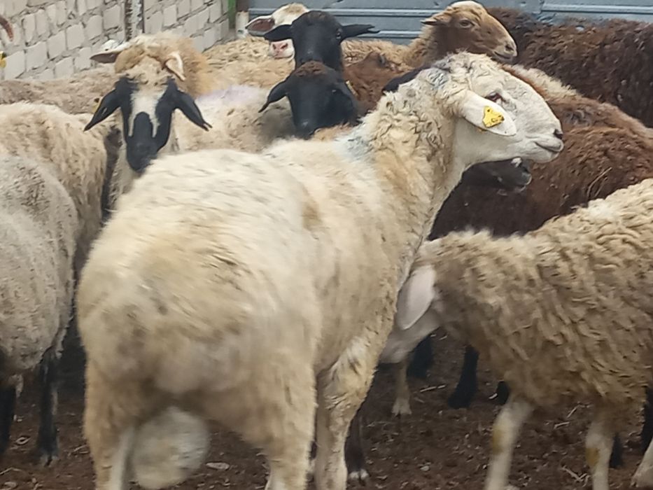 Продам  кошкар   порода  едилбаи