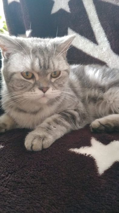 Девочка,британка,стерилизована.