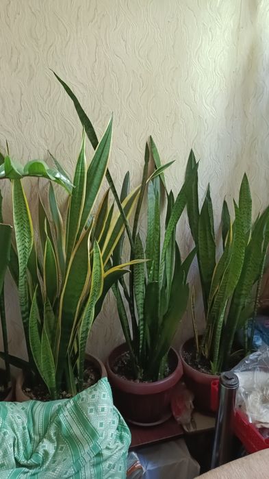 Цветы домашние в отличном состояние