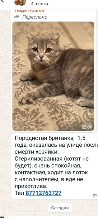 Британка кошка. Отдам в добрые руки