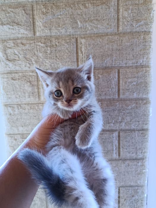 Продаются котята