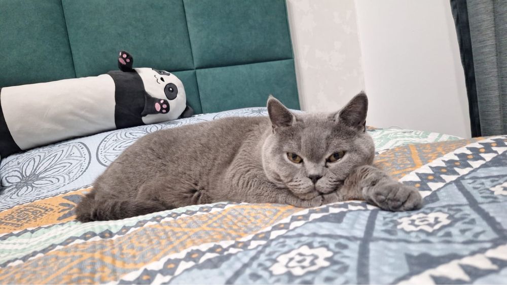 Кот Британец с родословной