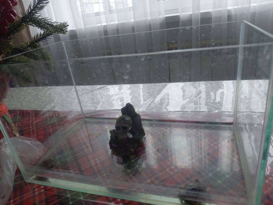 Черепашка 2 штук с аквариум вместе 20 000