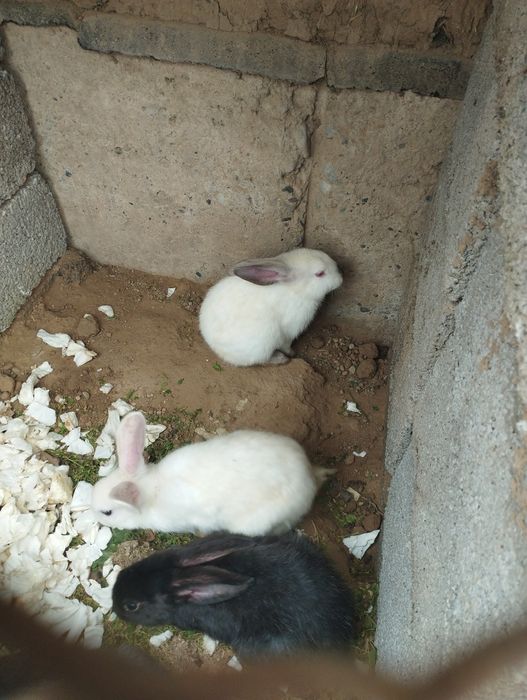 1kg 70 min soʻyippamberamiz Toza zotli kici kota 4kg gacha quyonlar so