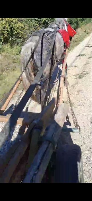 Cal de vânzare castrat șase ani