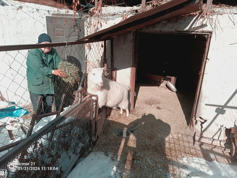 Продам козу, было 2 акота
