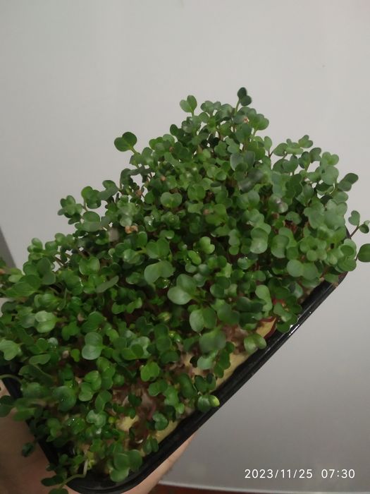 Микрозелень редис (зелёный)