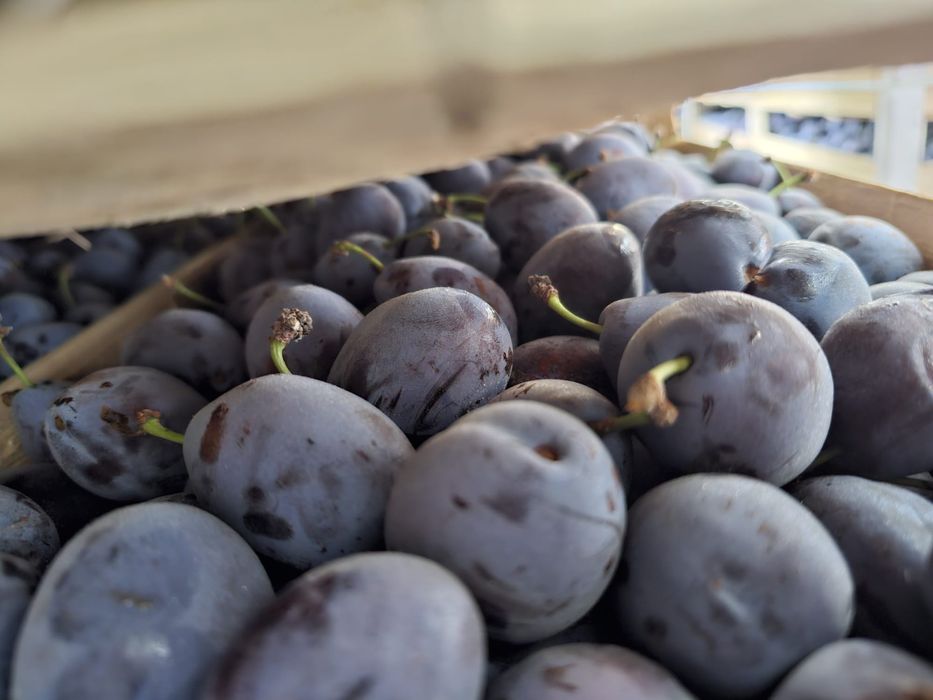 Vând prune pentru țuică și rachiu