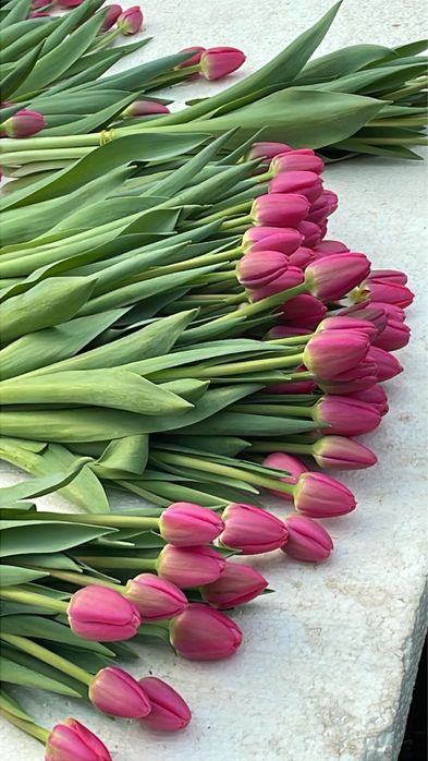 Тюльпаны 8 марта  750