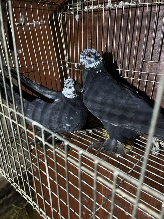 Хочу хочу продать очень хороший красивый