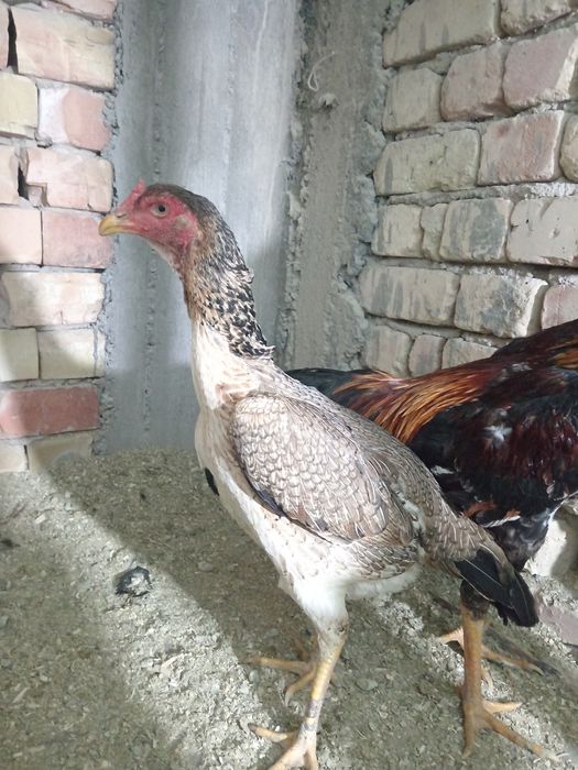 Дакан тухуми сотилади