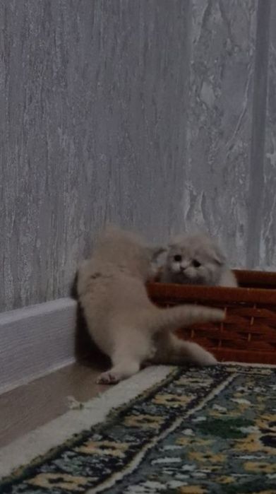 Продаётся шотландский котята
