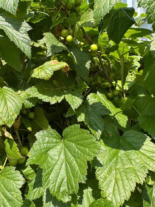 Дачный участок продам