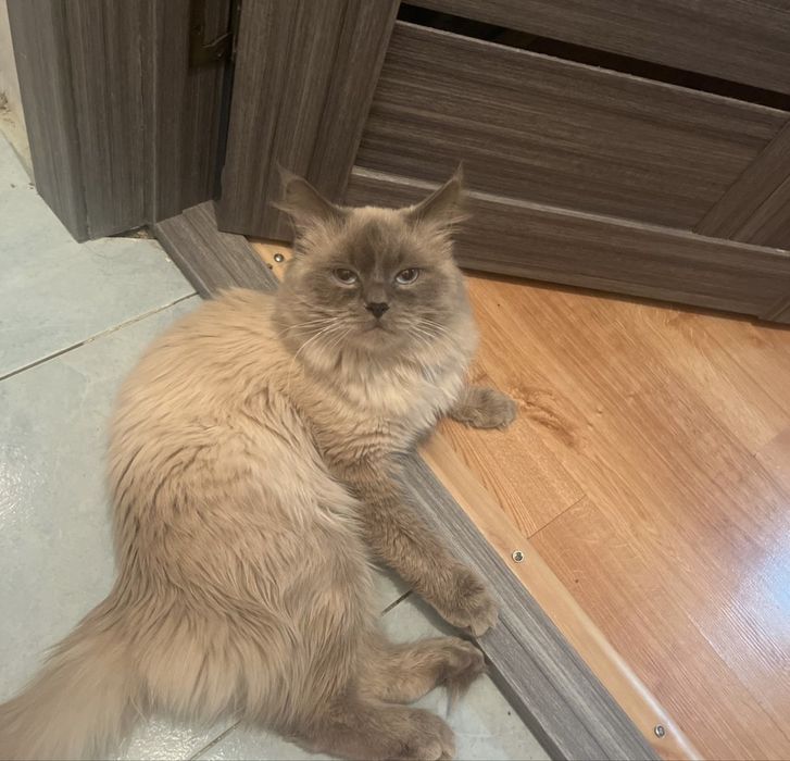 Продается Коотттт