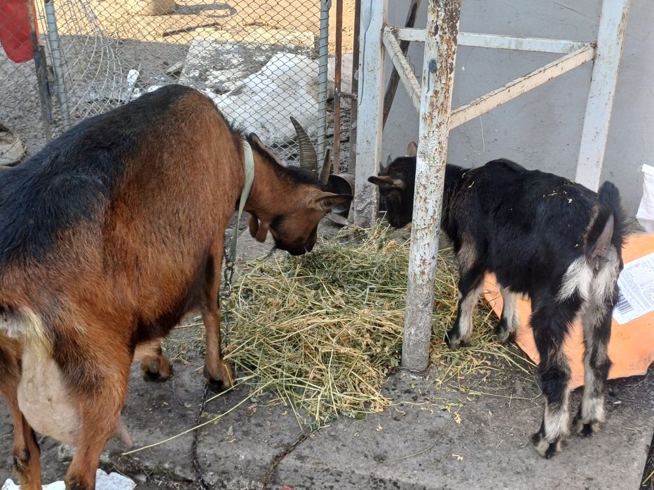 Vind iedite alpin francez