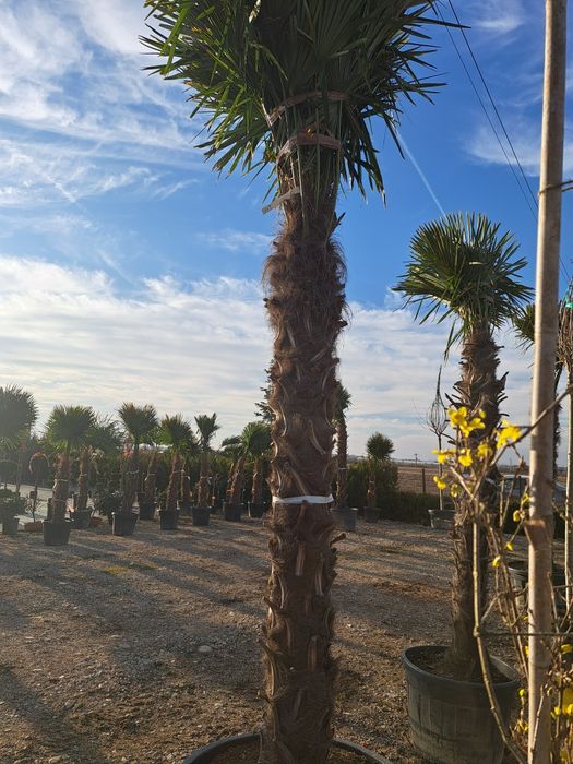 Mesteacan Tei Frasin Stejar Catalpa Liliac etc