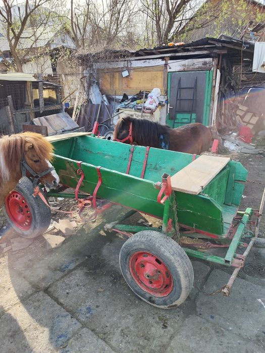 Vând ponei cu căruța