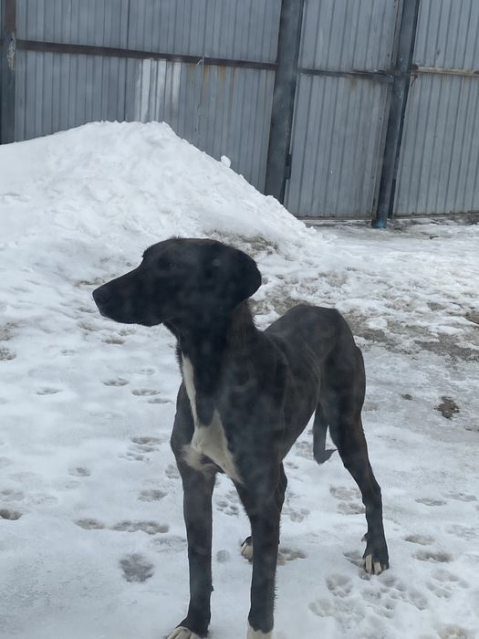 Жарғақ тазы сатам