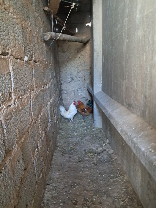 Японский қораздар сатылады