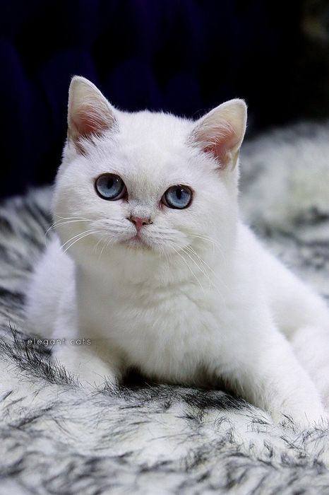 Продаётся Шотландский мальчик и девочка