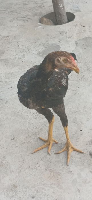 Dakan jo'ja xoroz sotlad